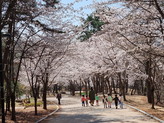 삼계그린공원 벚꽃 만개 모습. 사진=김해시.